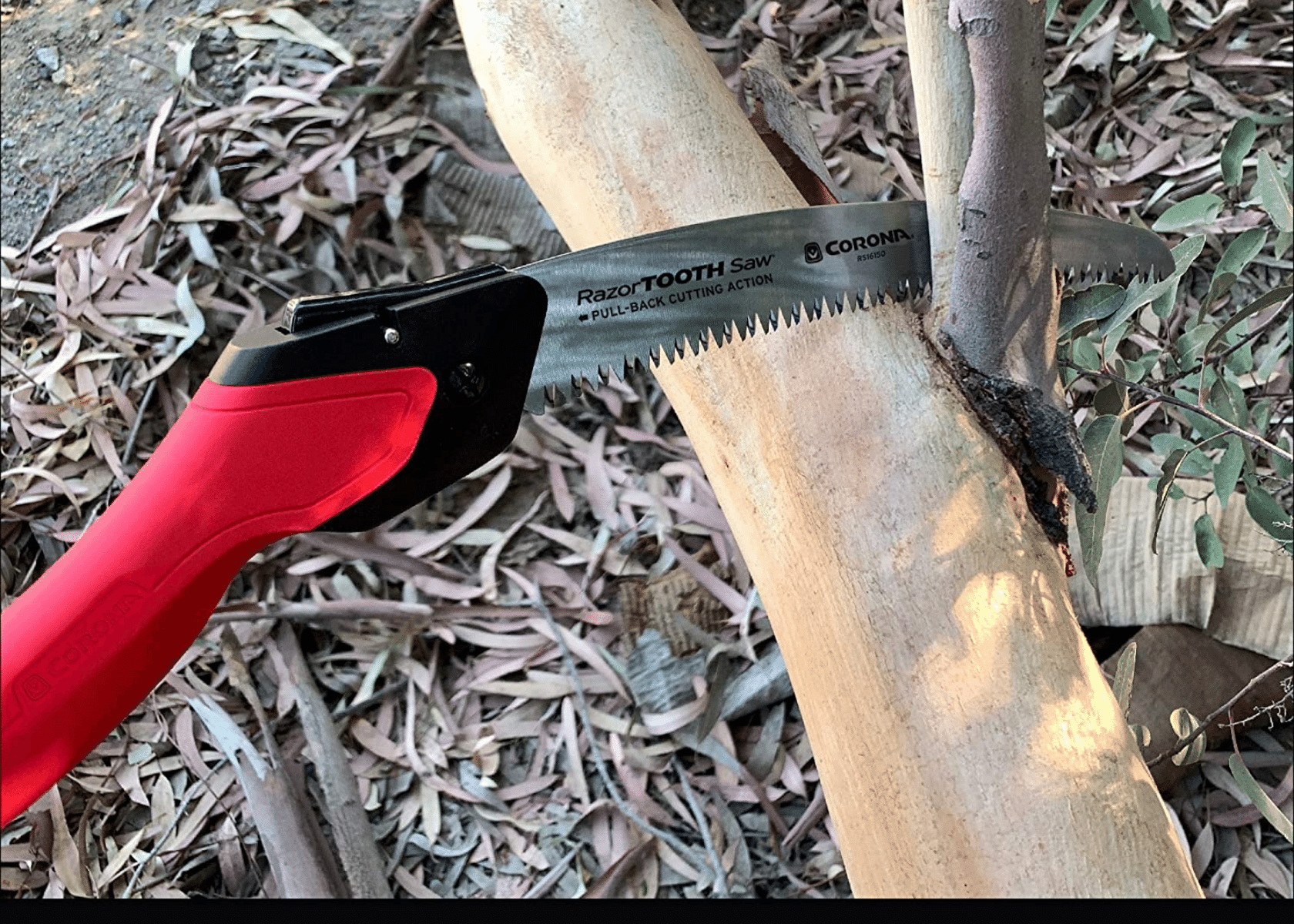 Survival could depend on a camping saw cutting limb on forest floor