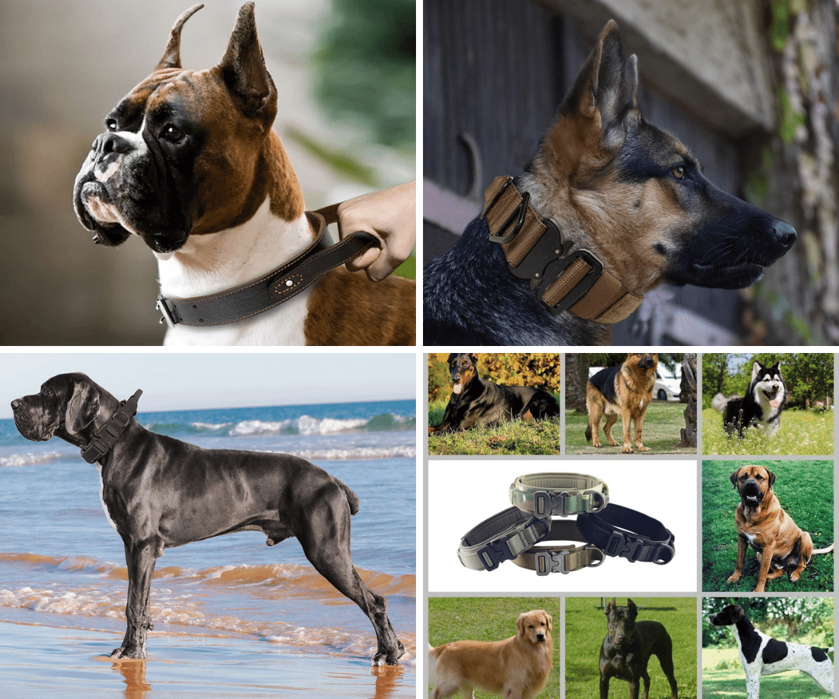 Multiple breeds of dogs wearing tactical collars of different styles and colors