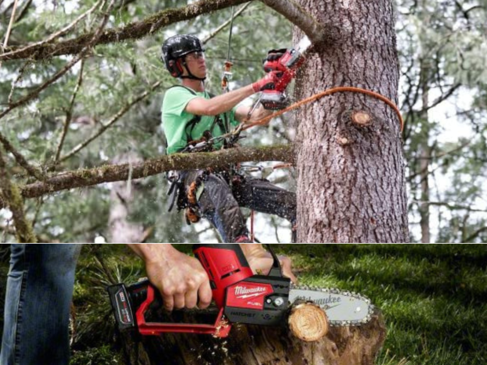 A man tied off trimming limbs from a tree, and another cutting up a small tree with his Milwaukee chainsaw.