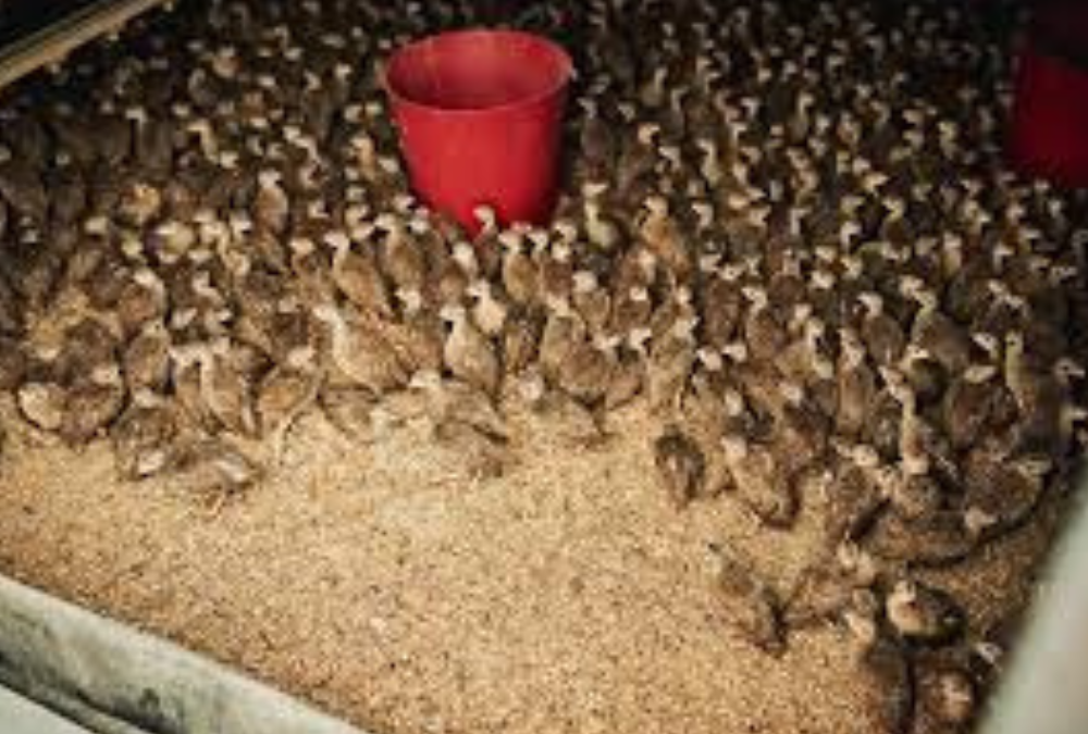 Game bird chicks in a pen being fed with game bird food for health and growth.