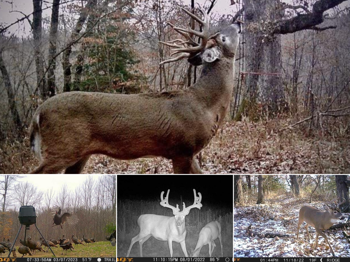 Trail cameras showing a buck stretching its neck, another in snowy woods, turkey, and a buck in velvet at night.