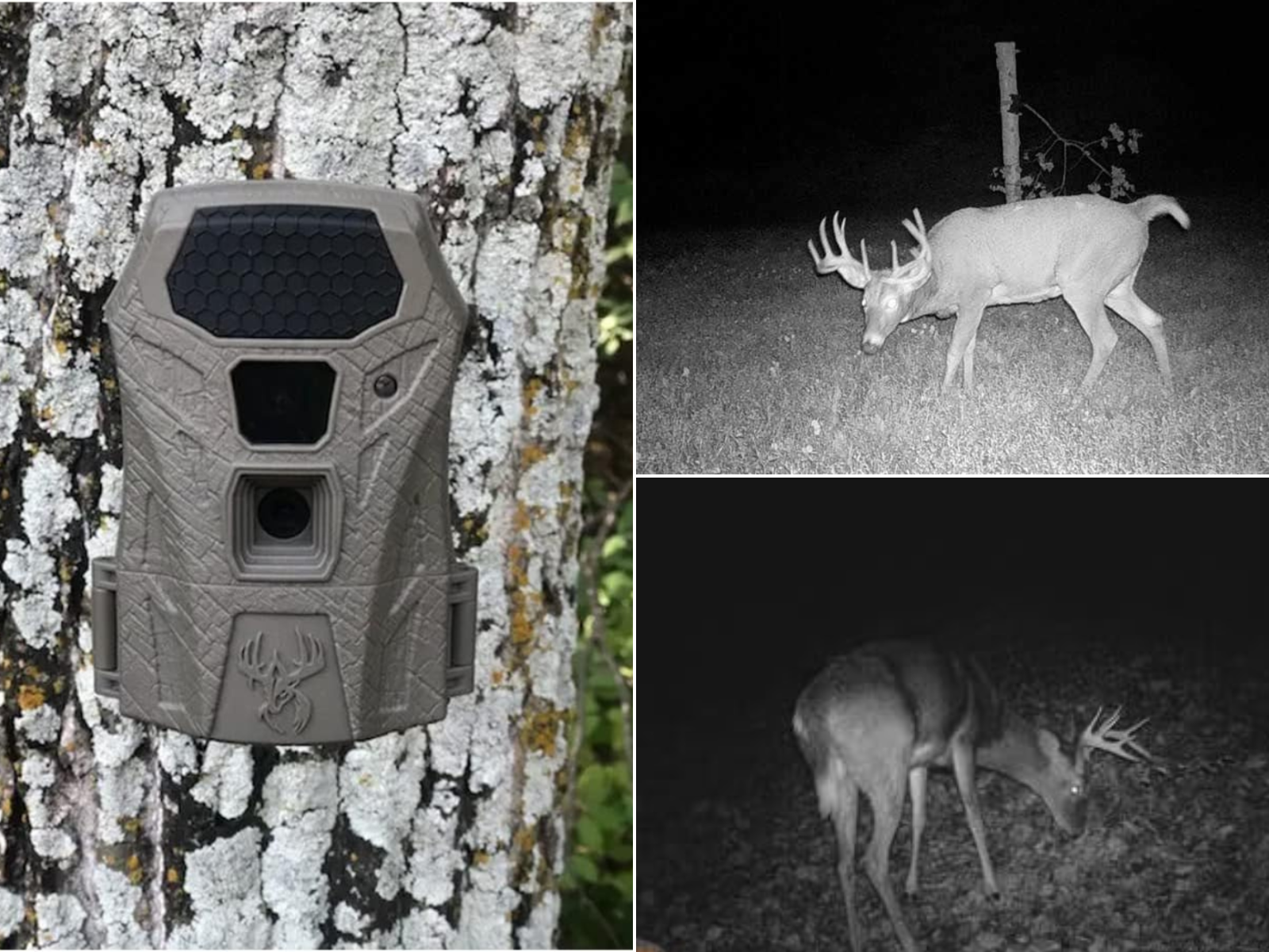 Wildgame Innovations camera on a tree, and two pictures of bucks feeding