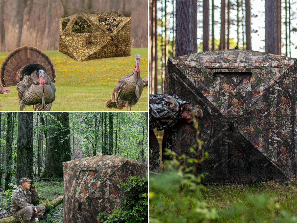 A man sitting outside a blind, another putting a blind up, and turkey with a blind in the background.