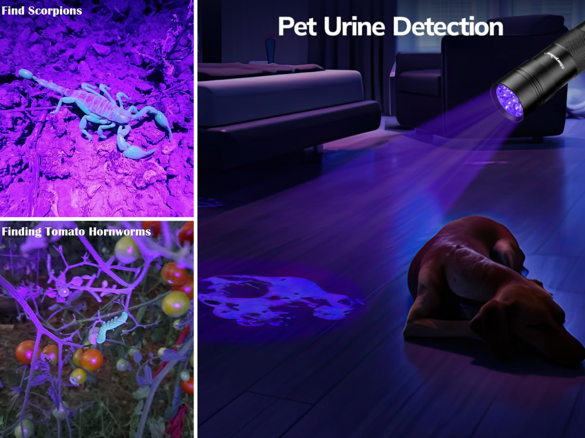 UV light showing a scorpion, tomato hornworms, and pet urine in someone's home.