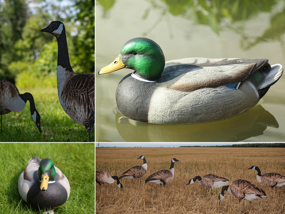 A duck on water, one in grass, geese grazing in a field and in green grass.